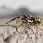 Springspinne