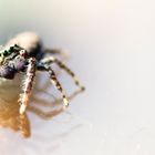 Springspinne