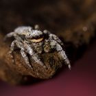 Springspinne