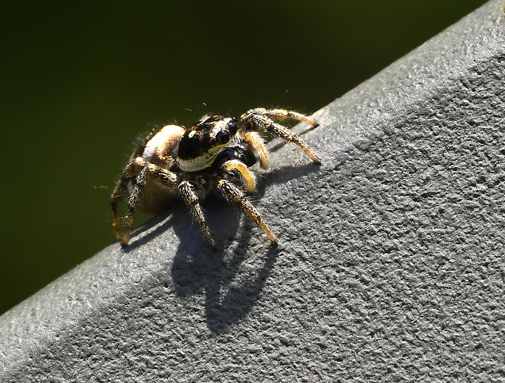 Springspinne 