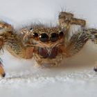 Springspinne