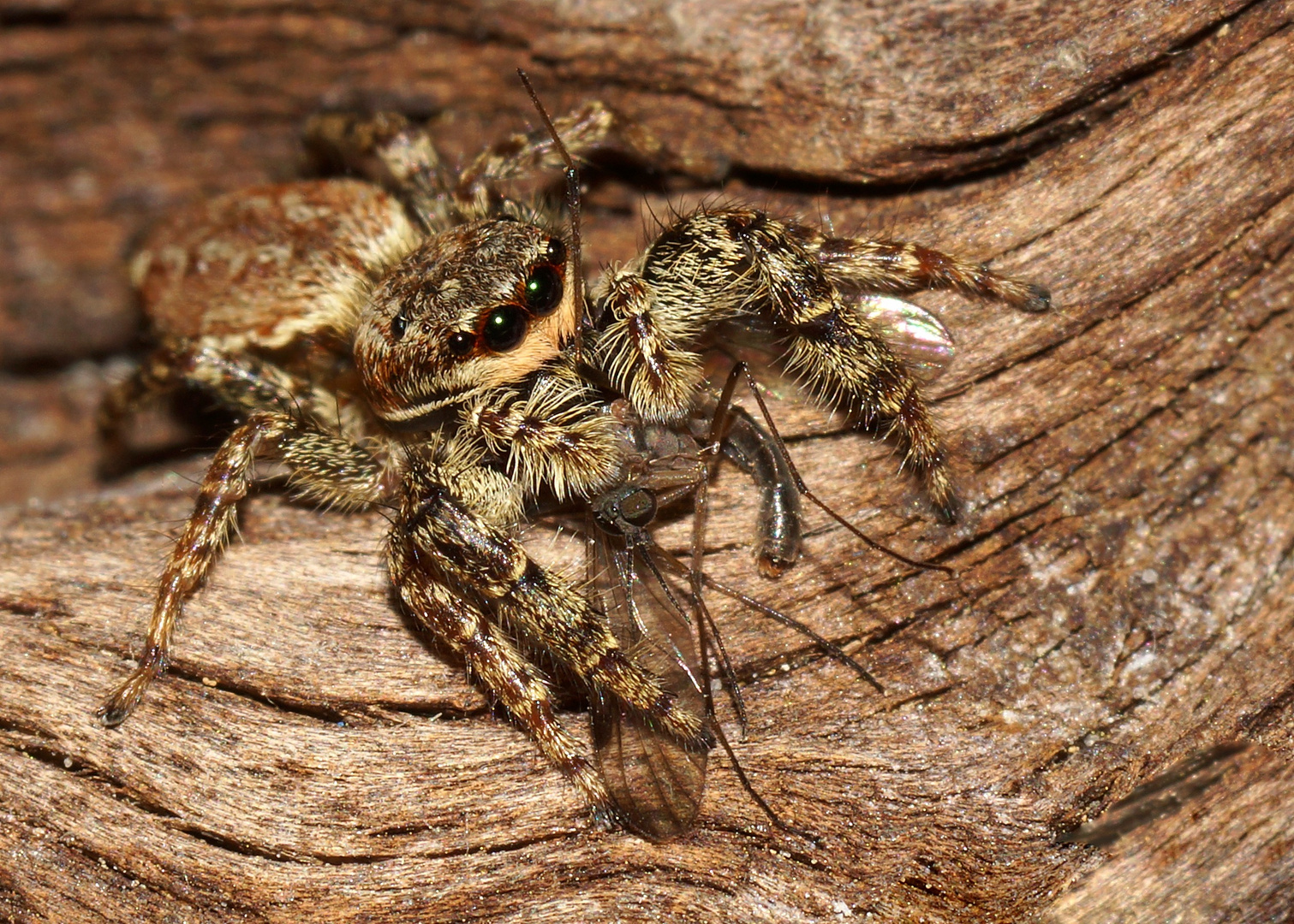 Springspinne