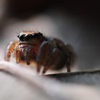 Springspinne