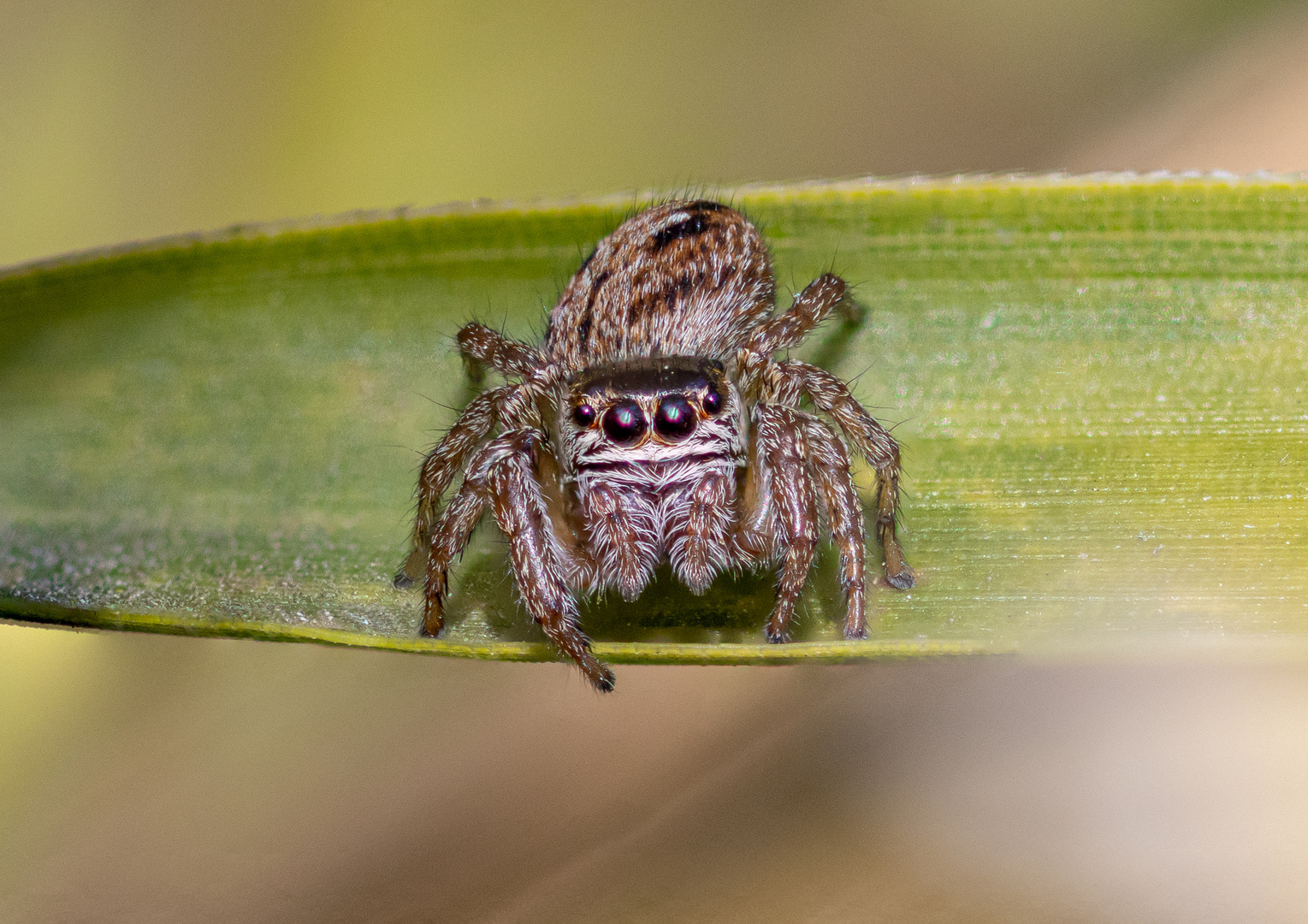 Springspinne