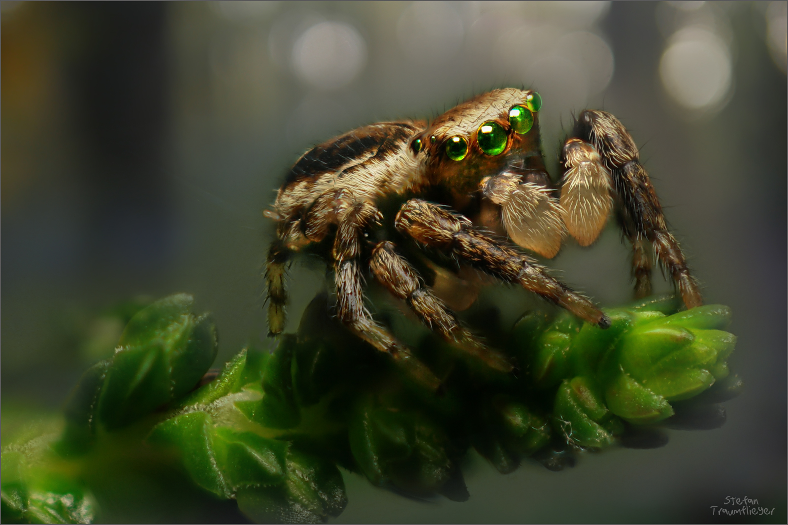 Springspinne