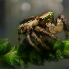 Springspinne