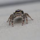 Springspinne