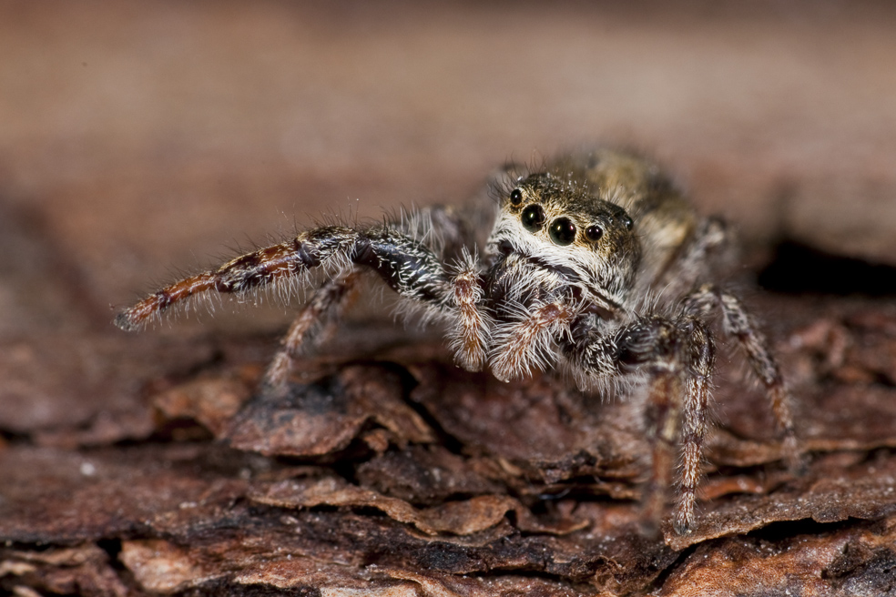 Springspinne