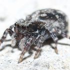 Springspinne