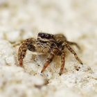 Springspinne