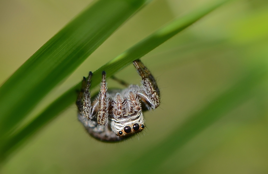 Springspinne