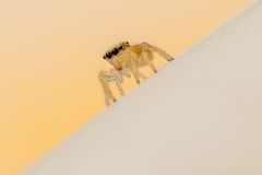 Springspinne