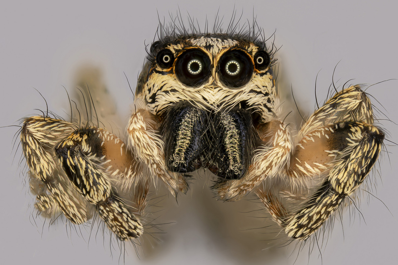 Springspinne