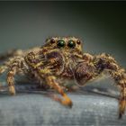 Springspinne