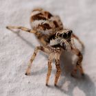 Springspinne