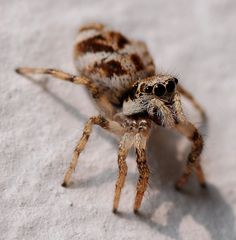 Springspinne