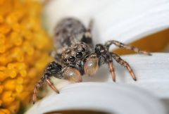 Springspinne