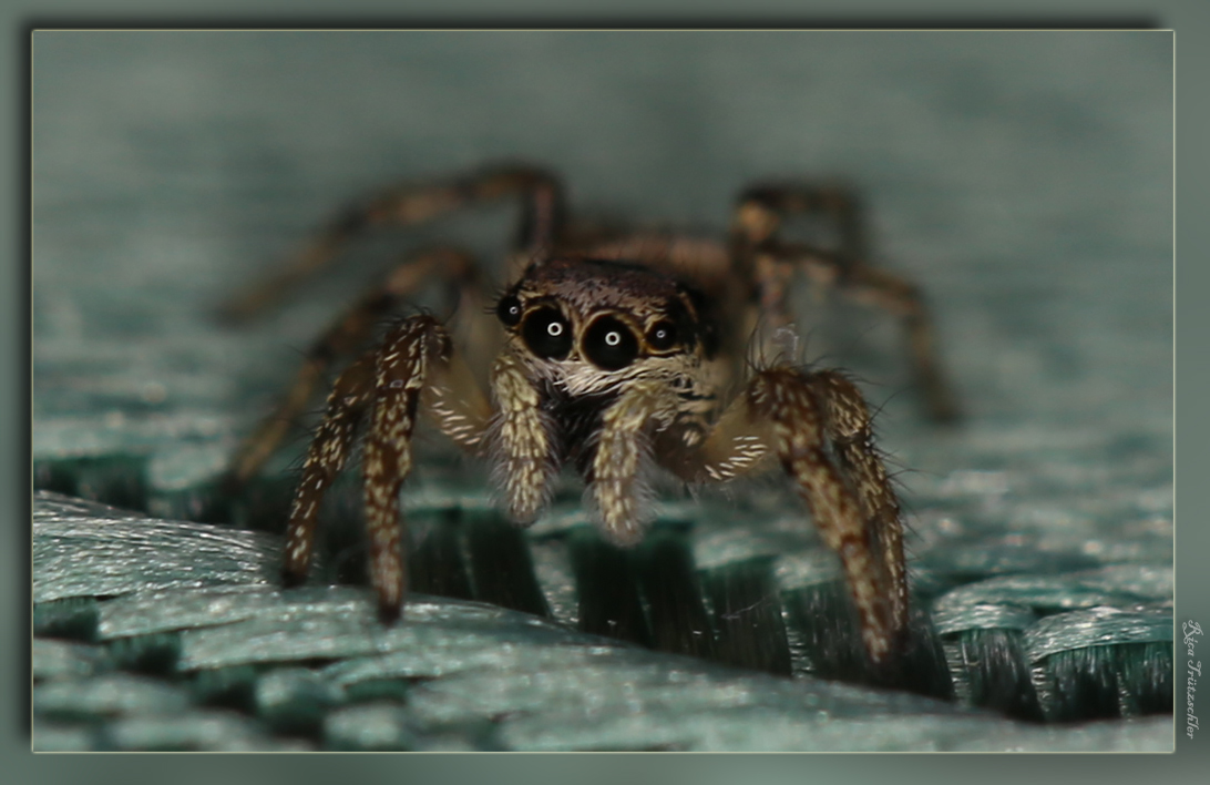 Springspinne