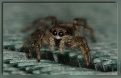 Springspinne