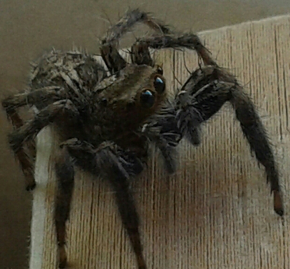 Springspinne