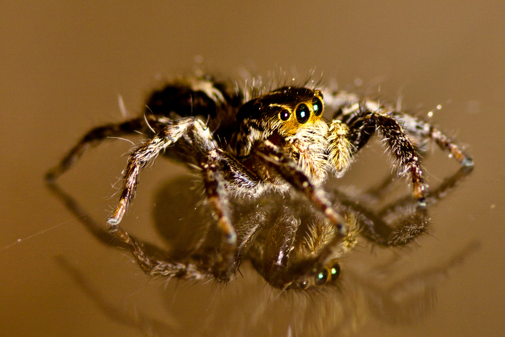 Springspinne