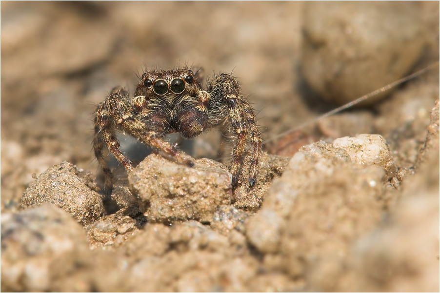 Springspinne