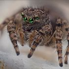 Springspinne