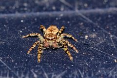 Springspinne