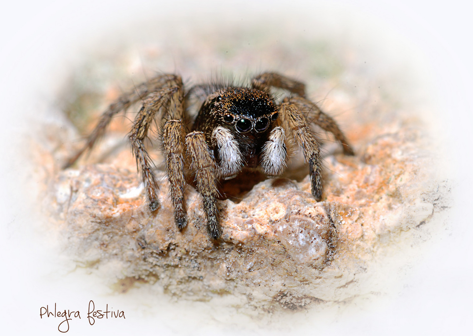 Springspinne