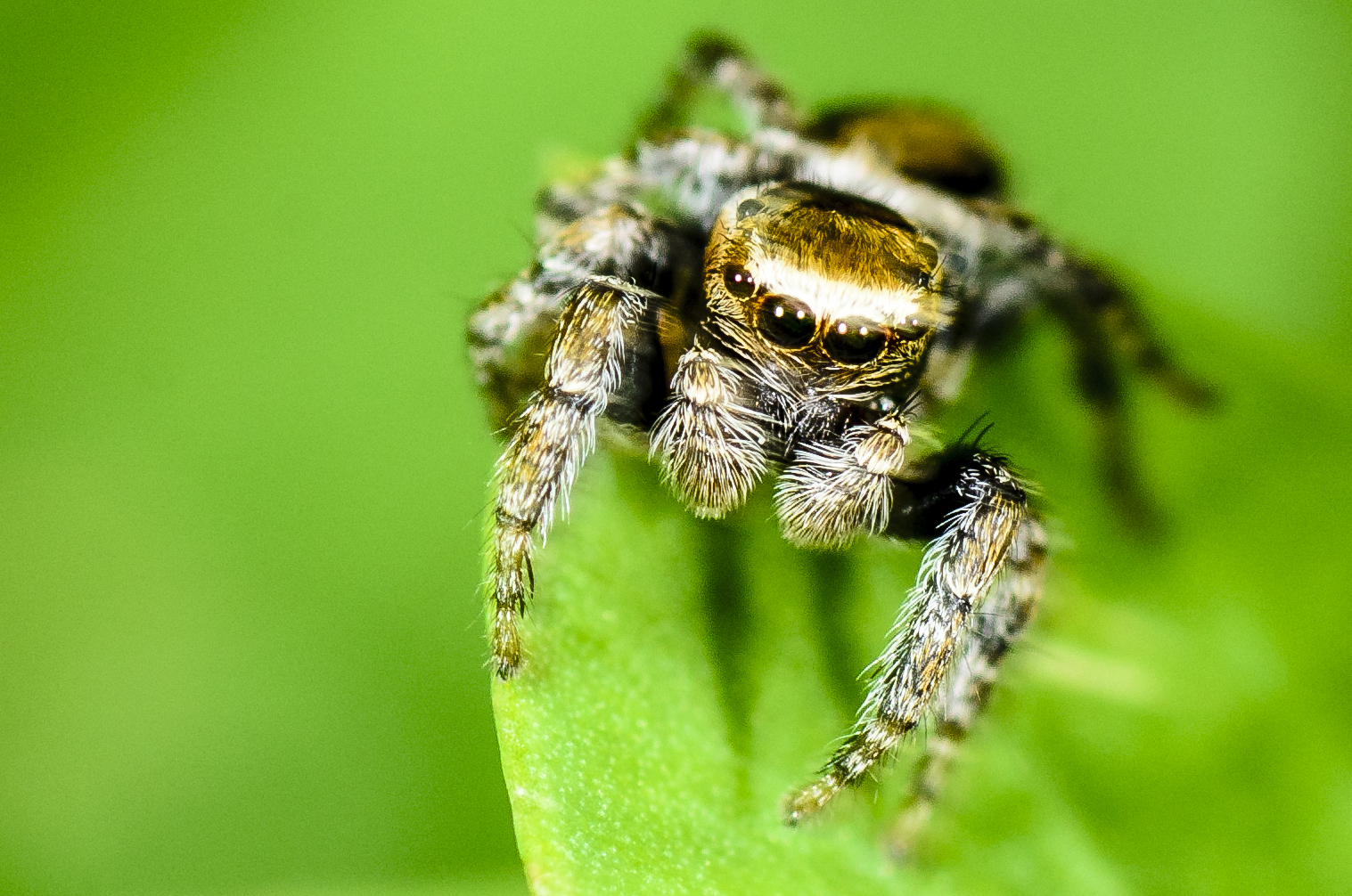 Springspinne Foto & Bild | tiere, wildlife, spinnen Bilder ...