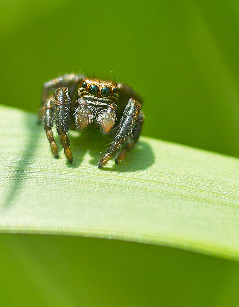 Springspinne