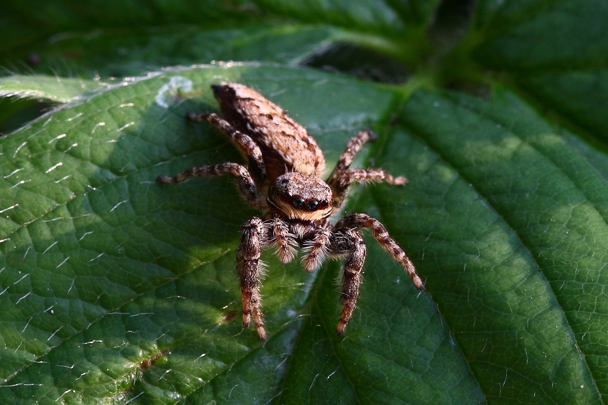 Springspinne