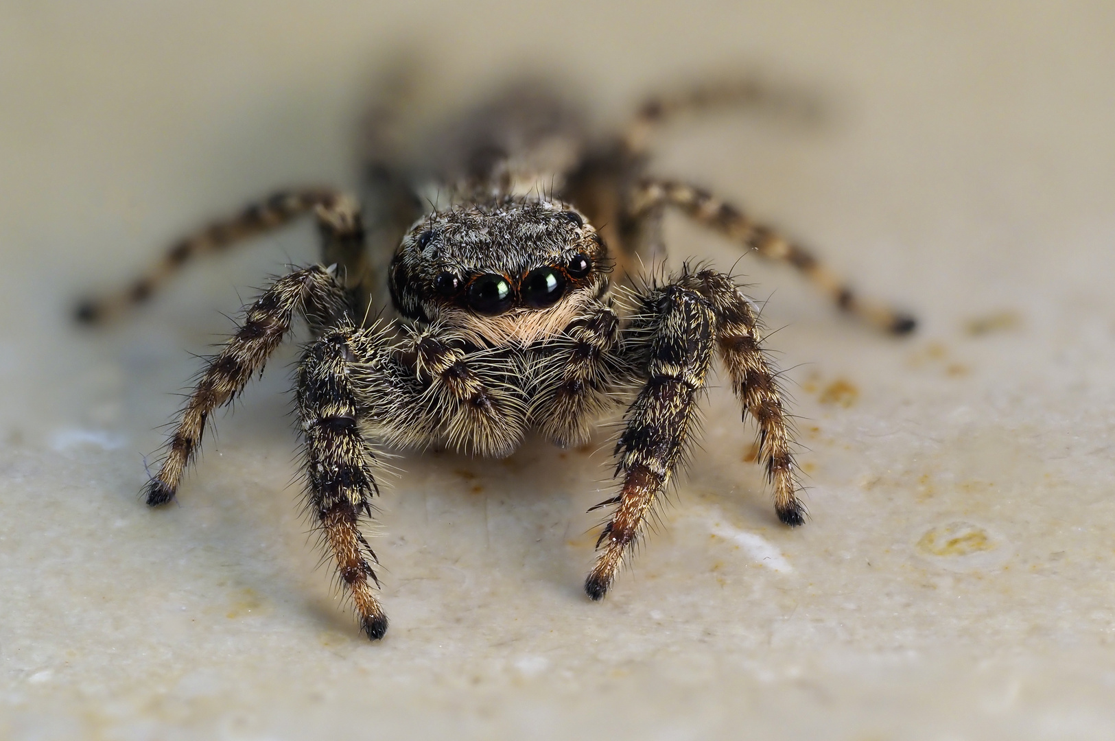 Springspinne am Morgen....