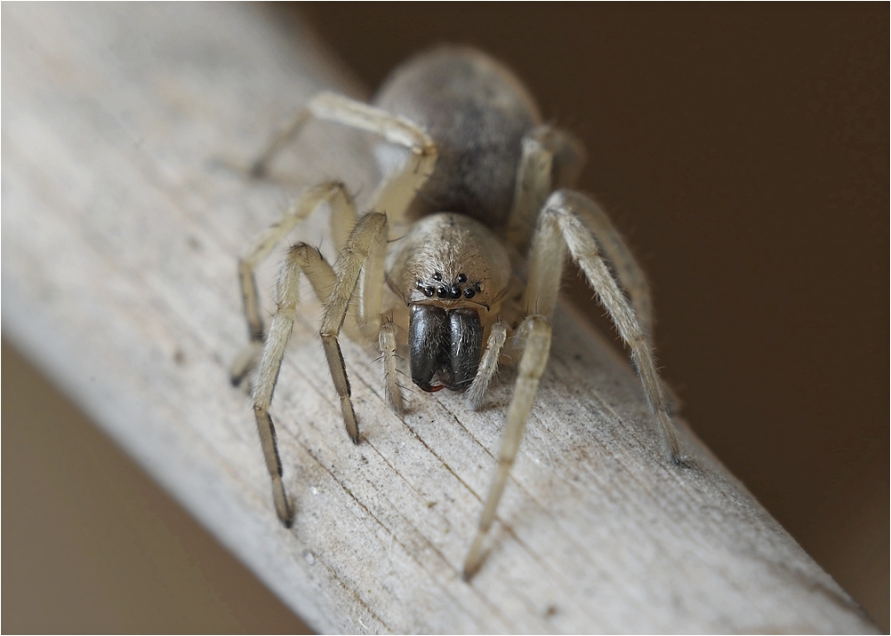 Springspinne am Schilfhalm