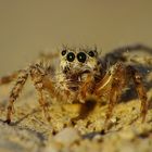 Springspinne am Strand