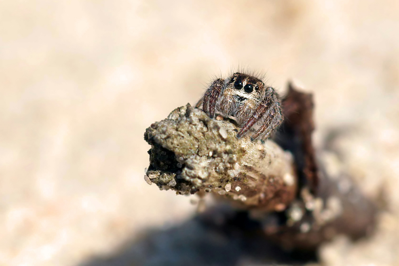 Springspinne am "Strand"