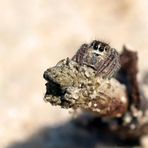 Springspinne am "Strand"