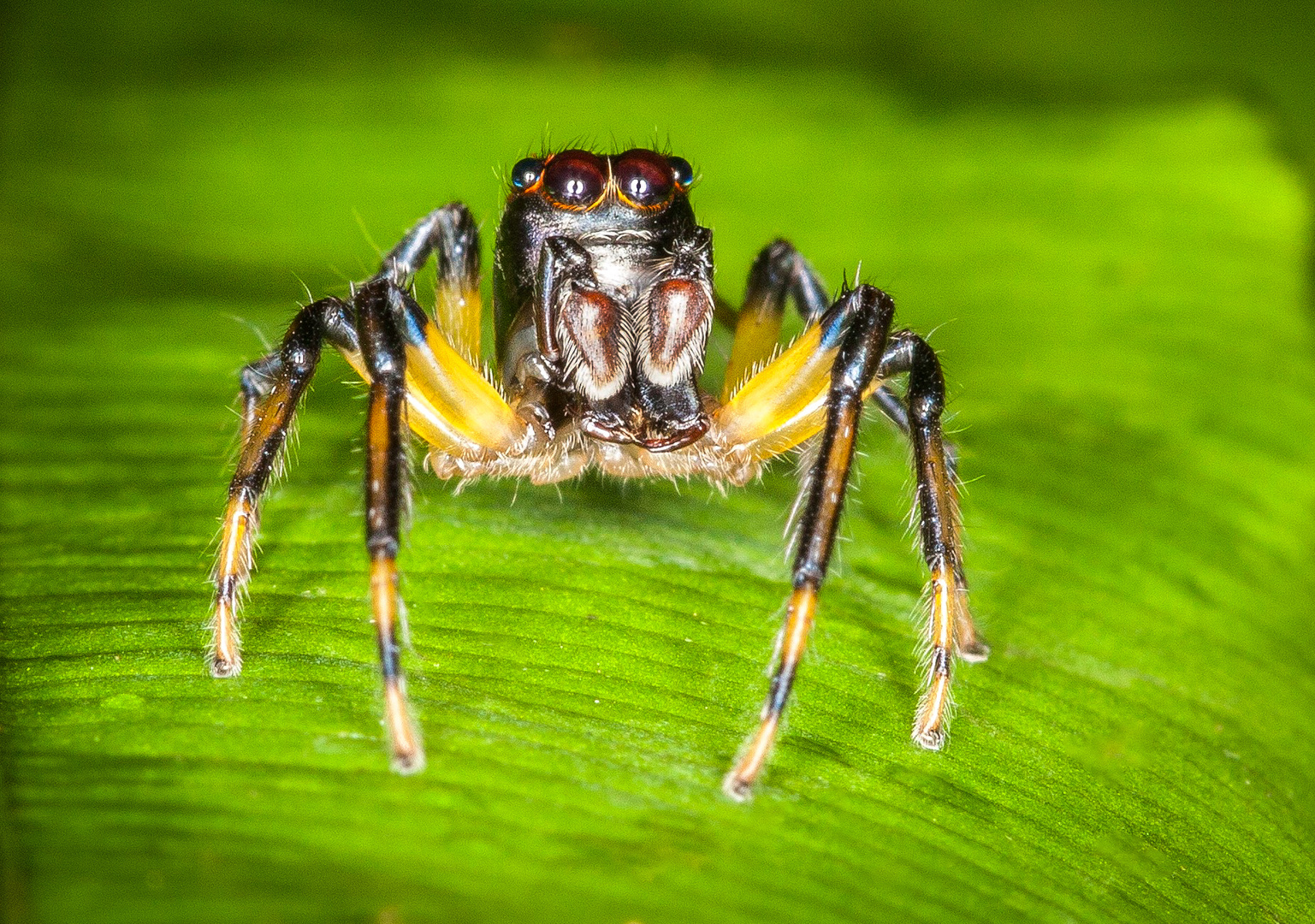 Springspinne Amazonas 