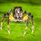 Springspinne Amazonas 