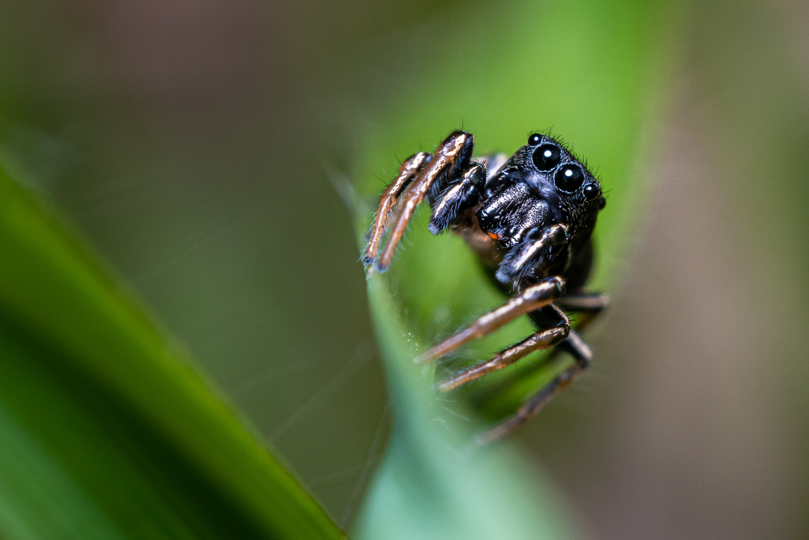 Springspinne – Araña saltarina