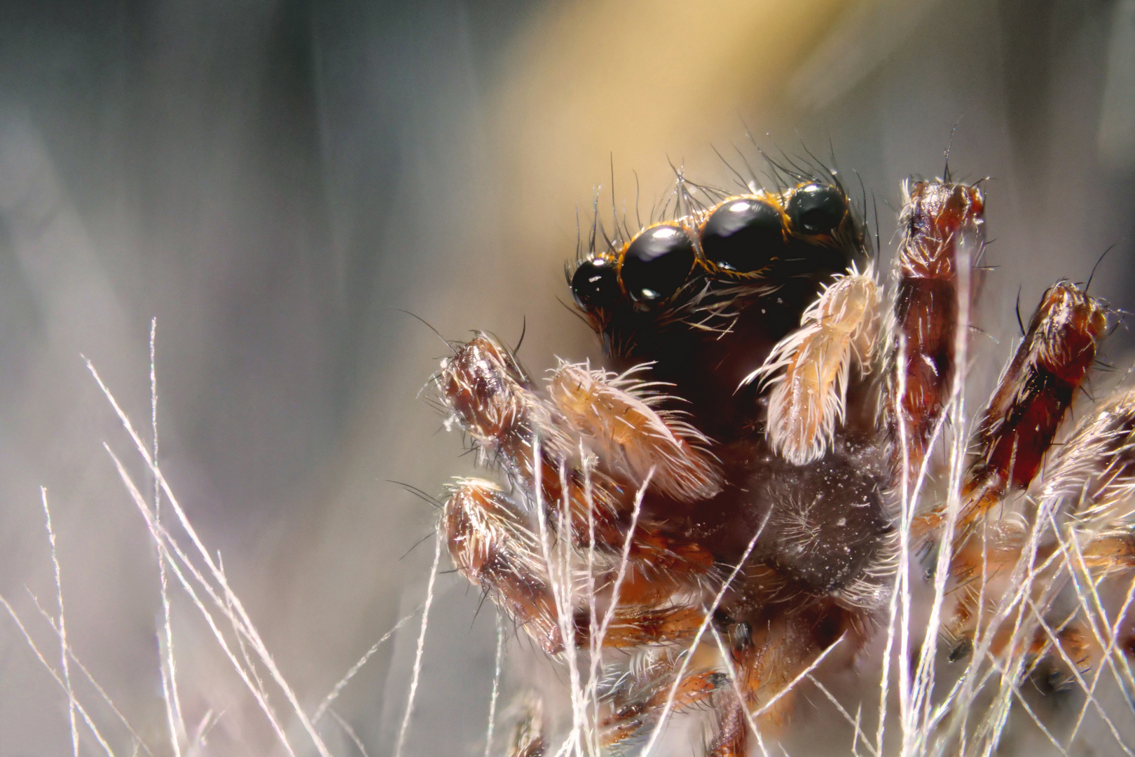 Springspinne auf Bocksbart