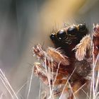 Springspinne auf Bocksbart