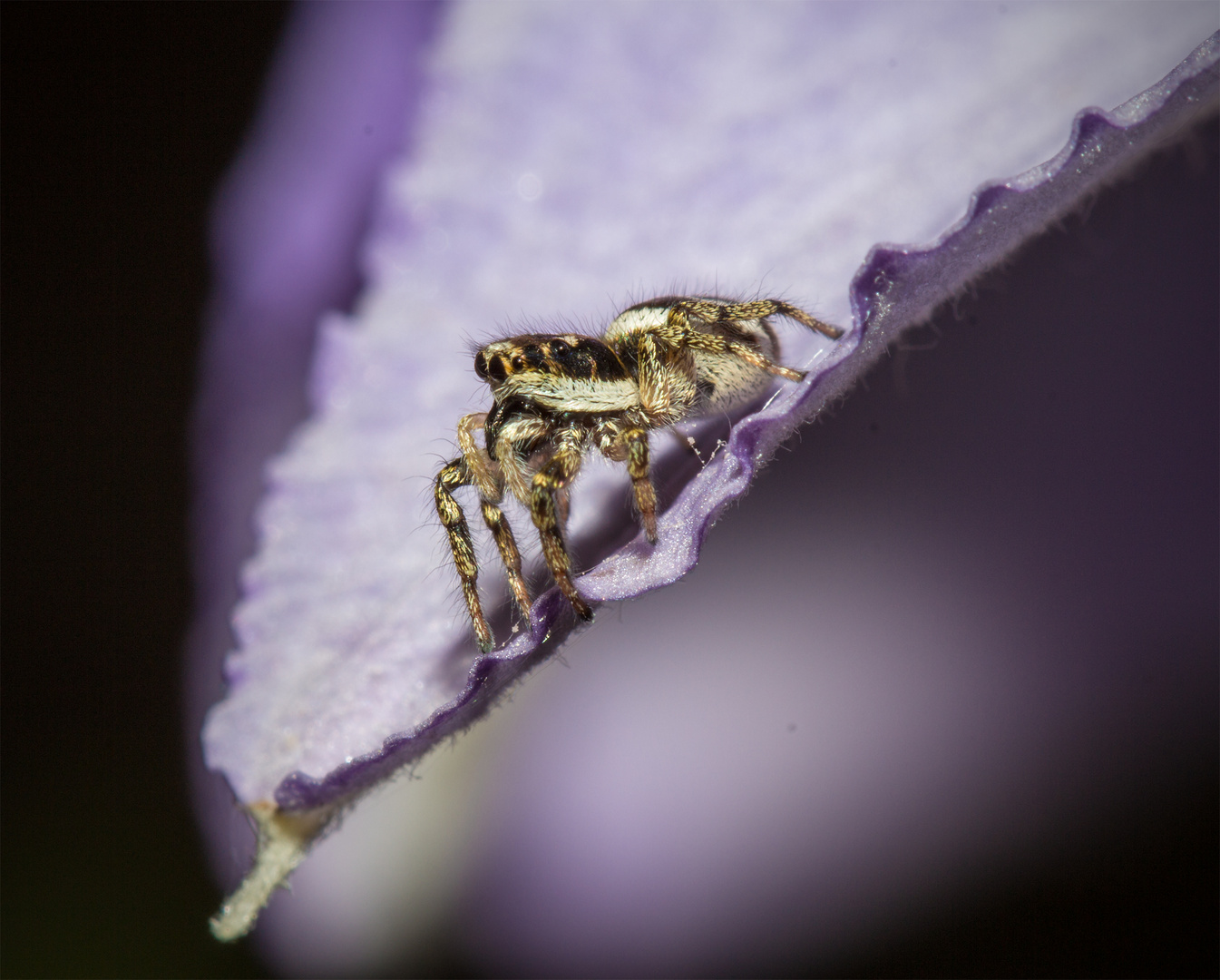 Springspinne auf Clematis