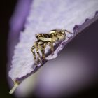 Springspinne auf Clematis