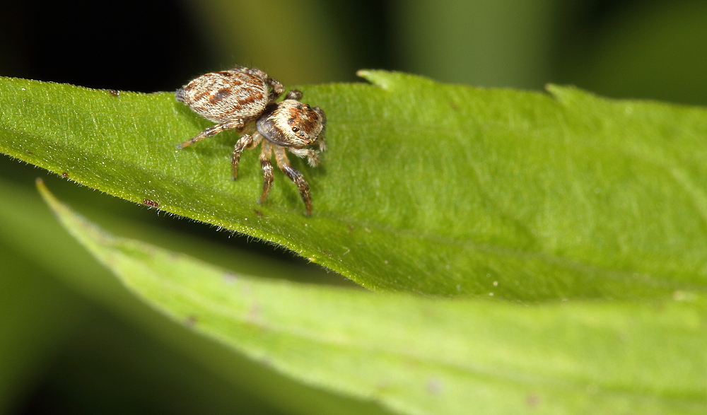 Springspinne auf der Lauer