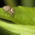 Springspinne auf der Lauer