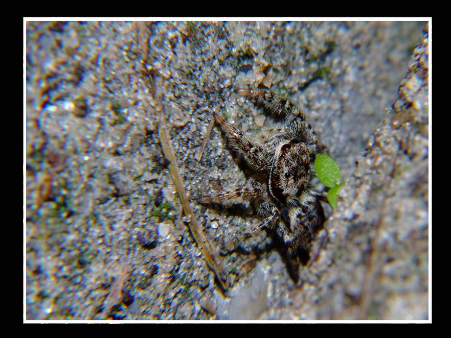 Springspinne auf der Lauer