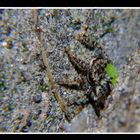 Springspinne auf der Lauer