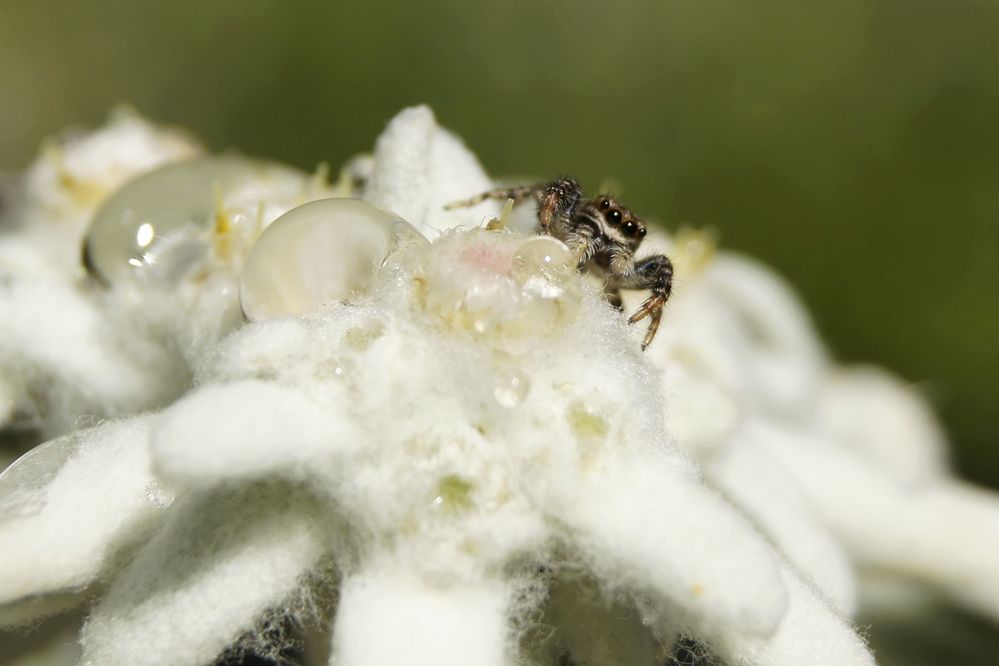 Springspinne auf Edelweiß