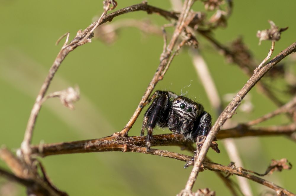 Springspinne auf Halm